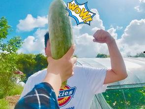 一起吃瓜网红,揭秘娱乐圈背后的秘密与真相  第2张